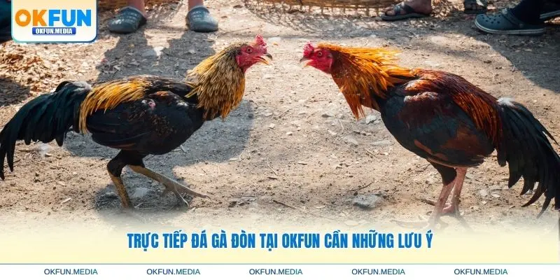 truc-tiep-da-ga-don-can-luu-y