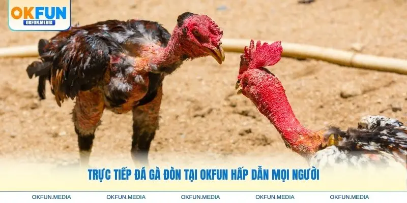 truc-tiep-da-ga-don-hap-dan-moi-nguoi